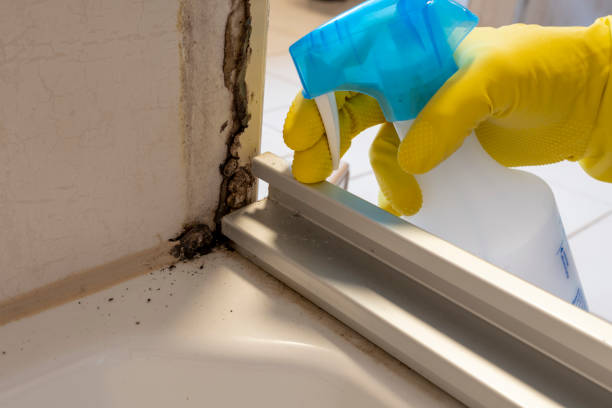 Best Mold Remediation for Specific Building Types in Shreve, OH
