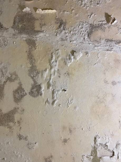 Professional Mold Remediation in Shreve, OH