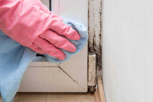 Best Industrial Mold Remediation in Shreve, OH
